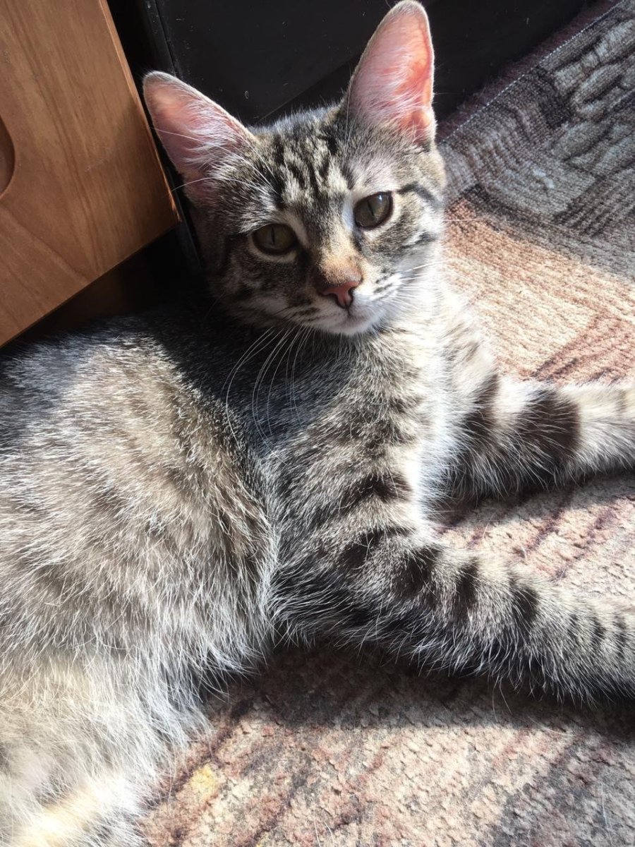 Котик метис маленький