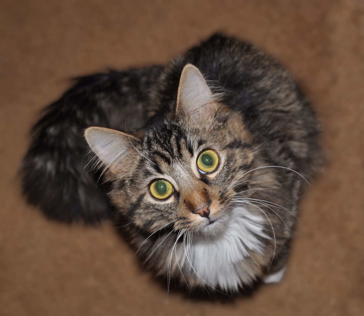 Метис бенгальской кошки