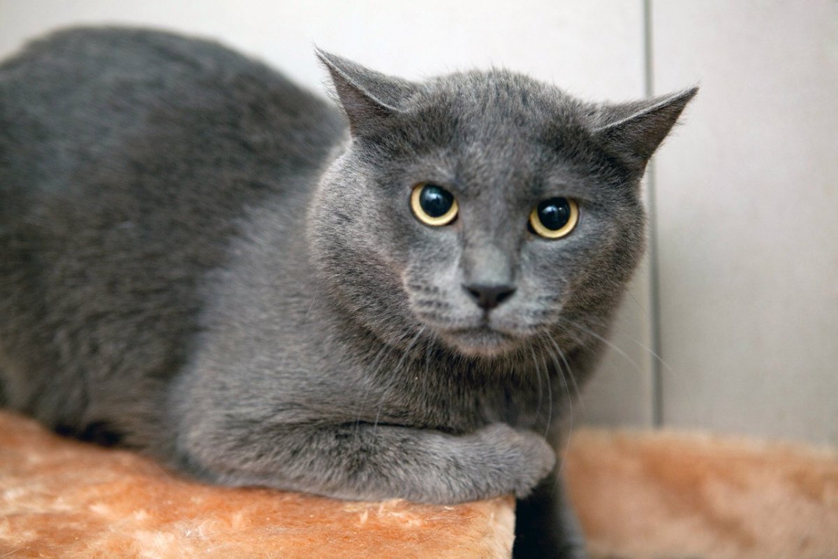 Манчкин Мейн кун помесь