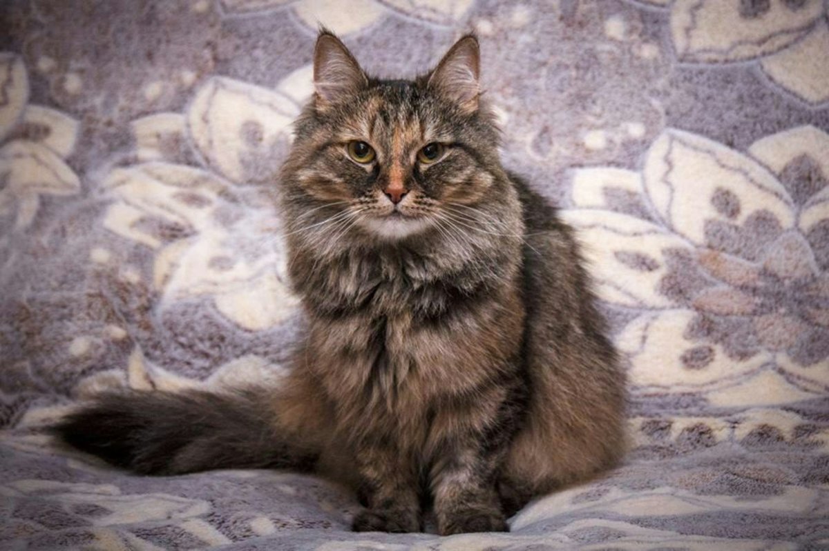 Бенгал-метис кошка