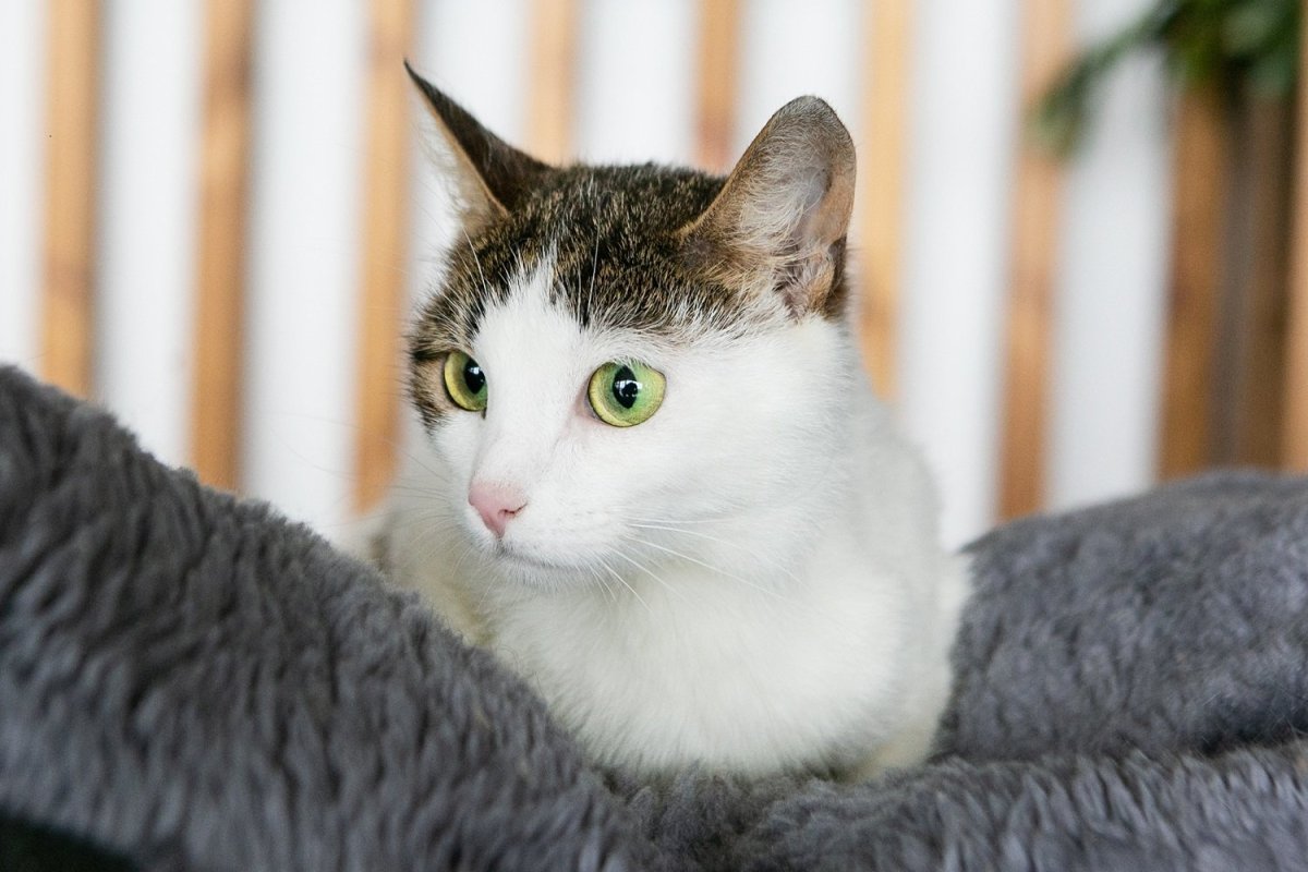 Метисы тайской кошки черный окрас