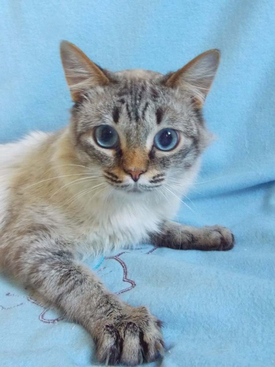 Метис бенгальской кошки