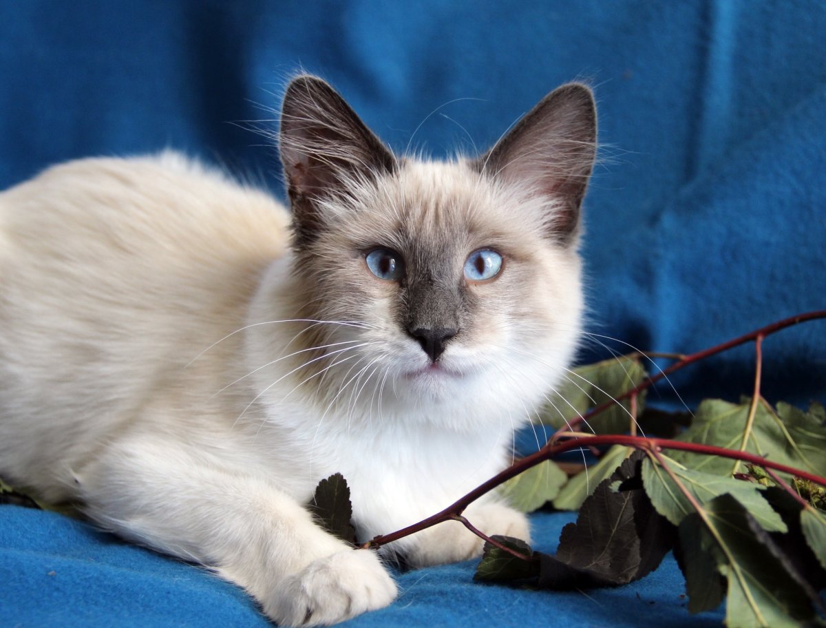 Полосатый метис Мейн куна кошка