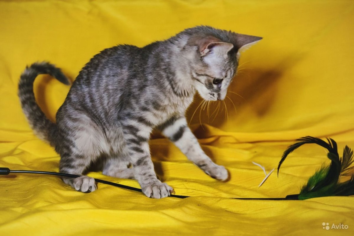 Метис кошка