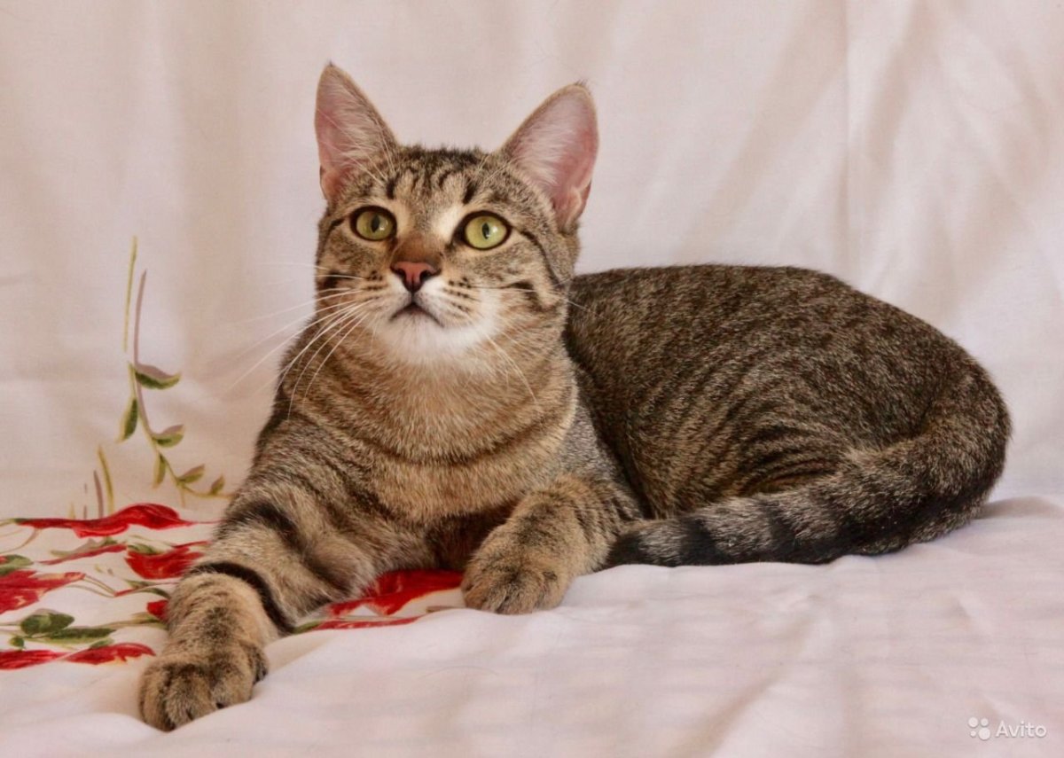 Гибриды кошек