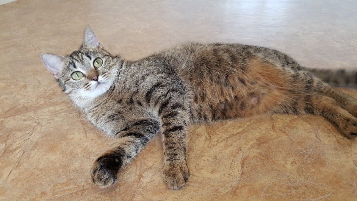 Кот Ориентал метис