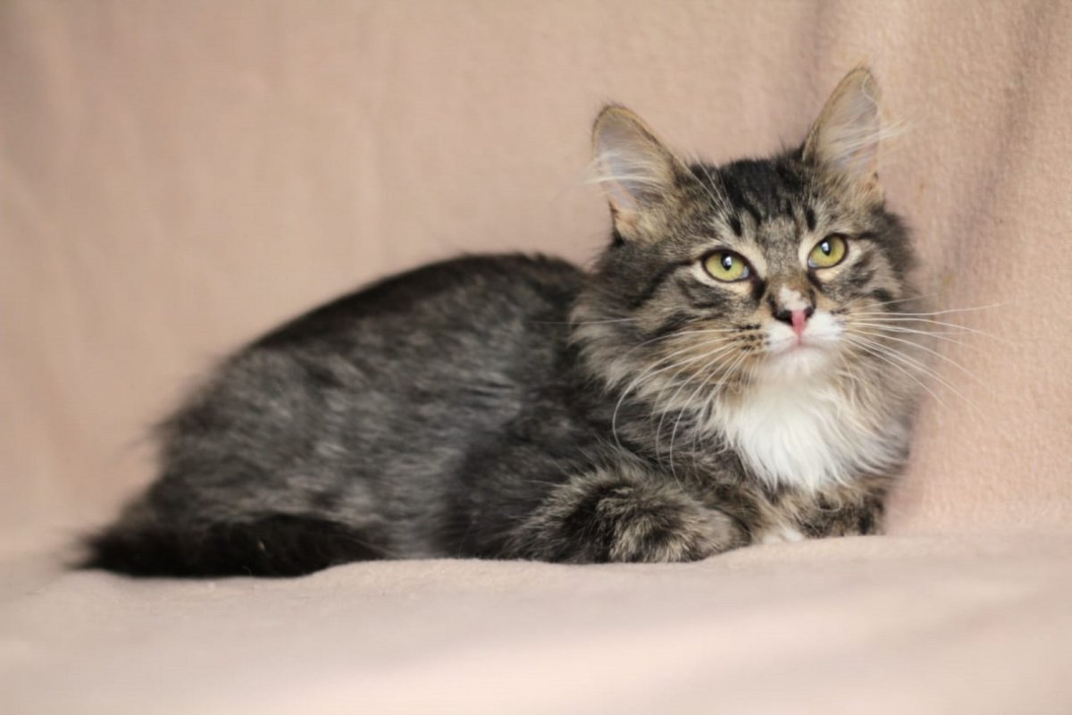 Сиамский кот помесь