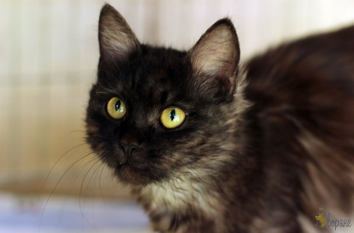 Европейский короткошерстный кот метис