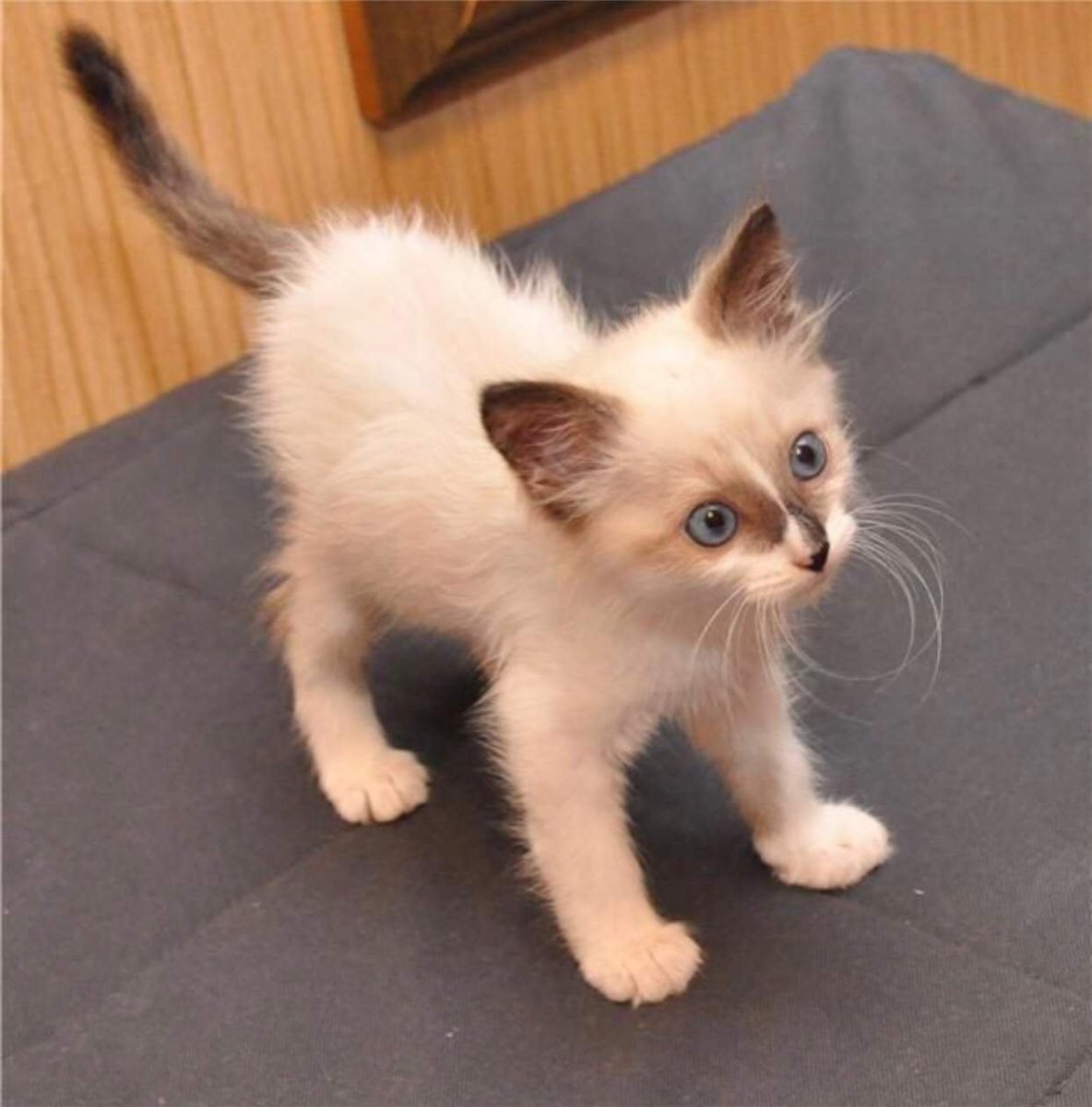 Сибирская кошка табби