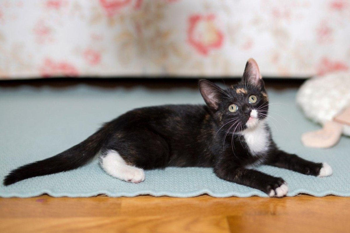 Порода кошек помесь