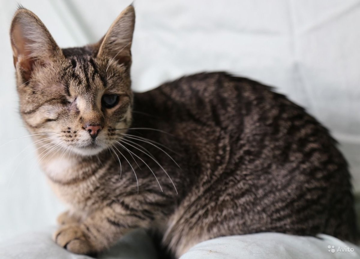 Метис порода кошек