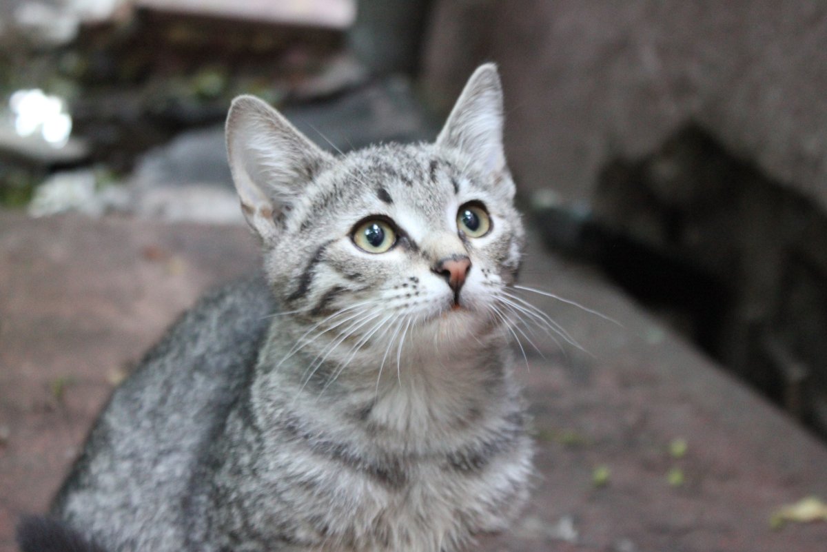 Британский кот метис