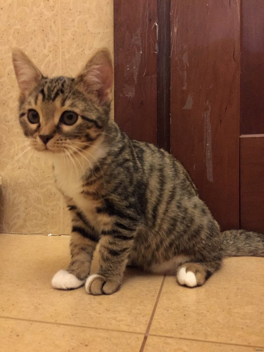 Европейская короткошерстная кошка бенгал