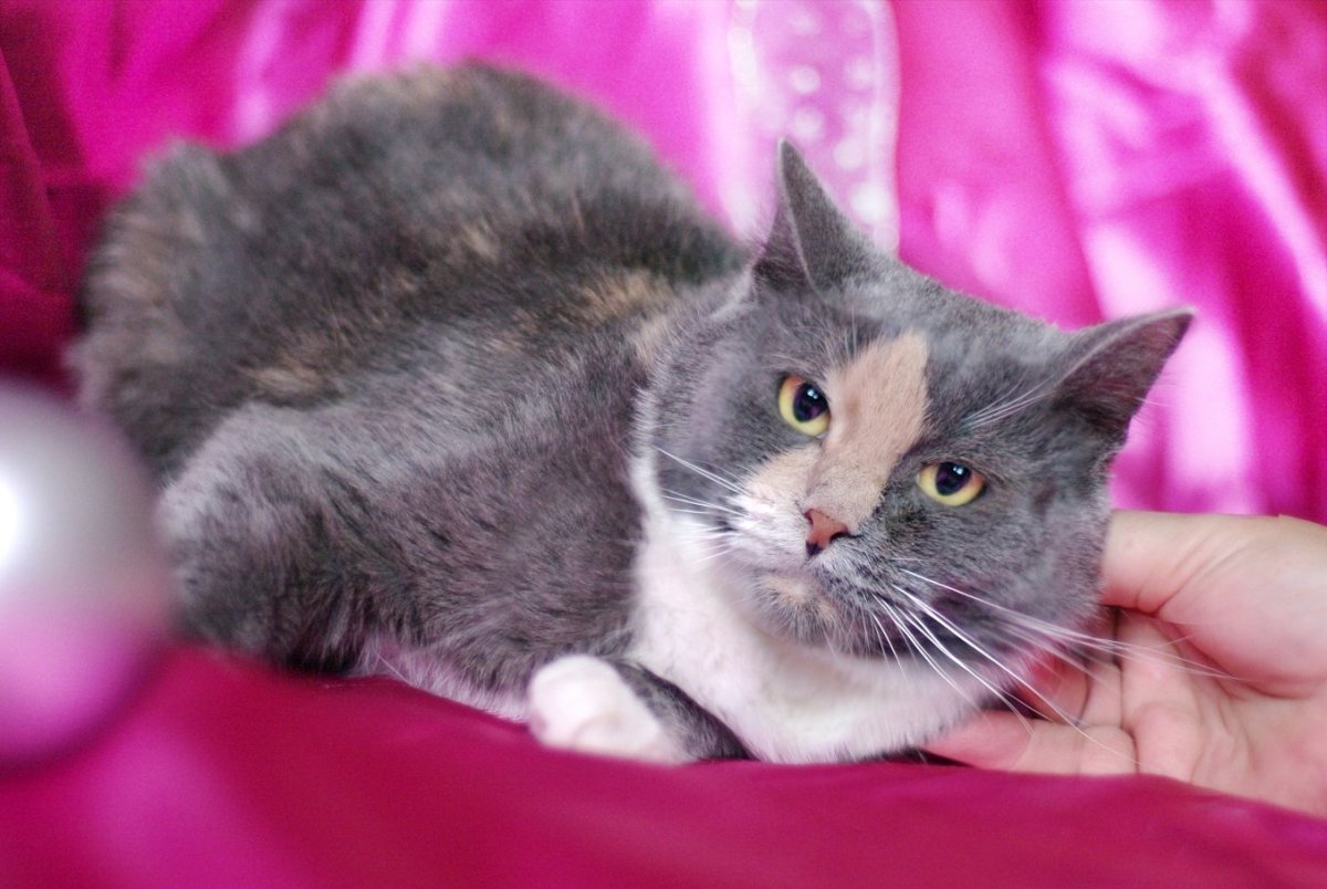 Сиамский кот метис