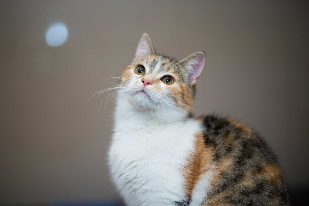 Кошка метис сибирской и дворовой