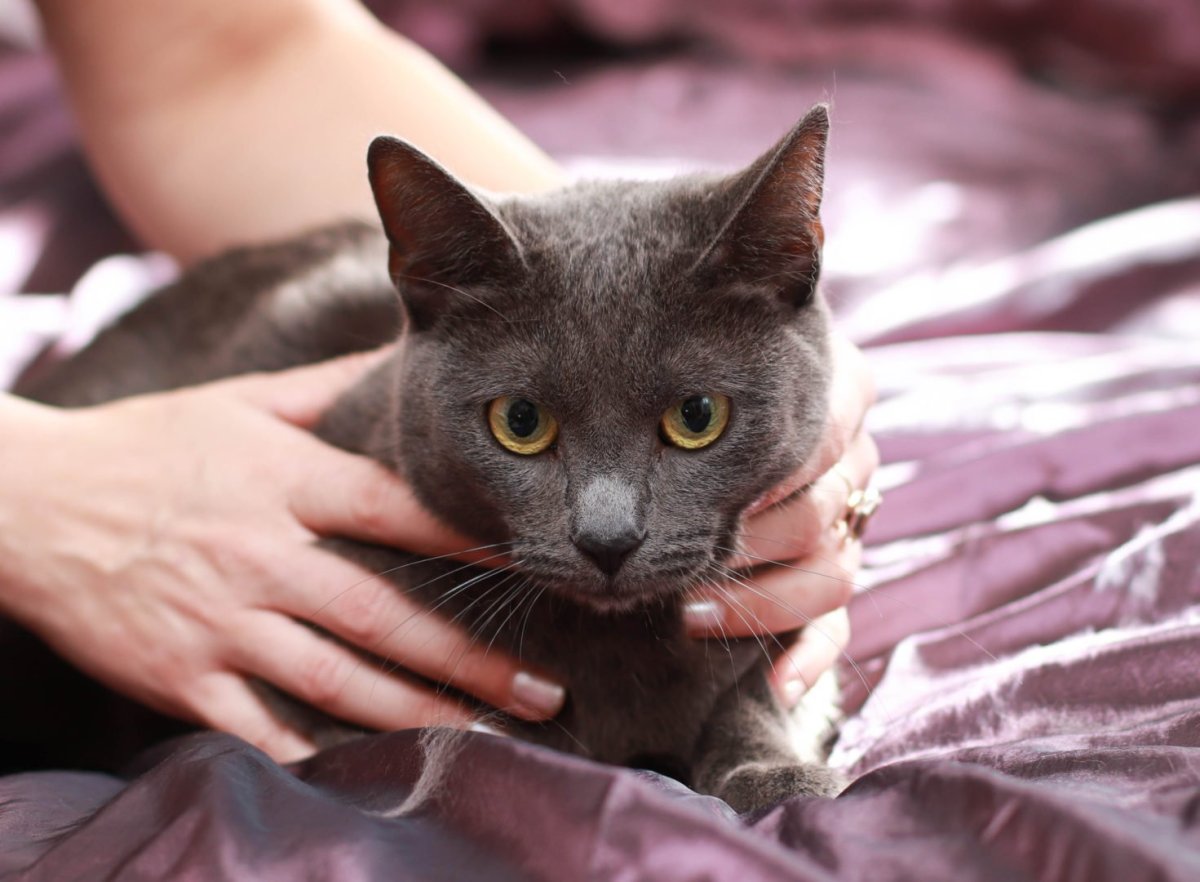 Кошка Беата