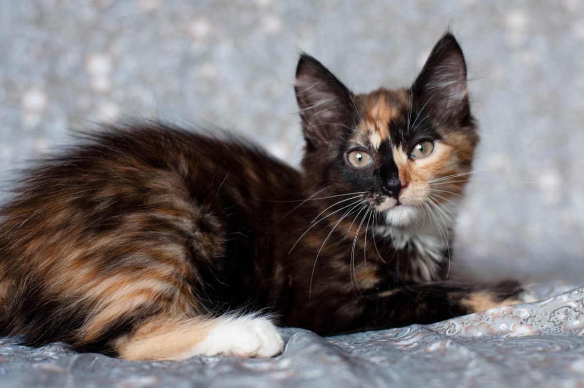 Мейн кун метис