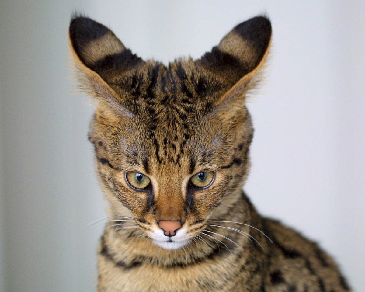 Метис ориентала