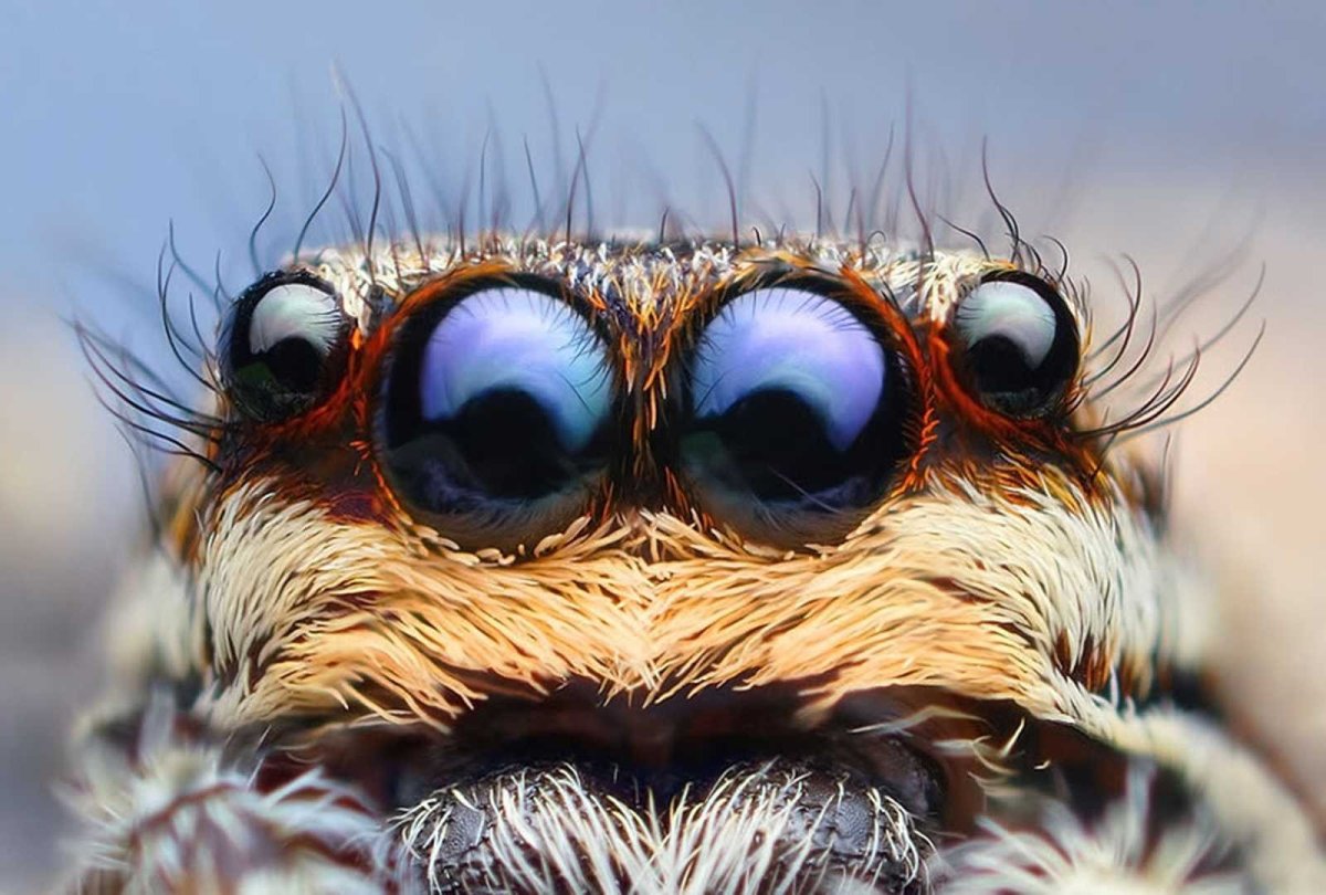 Паук скакунчик