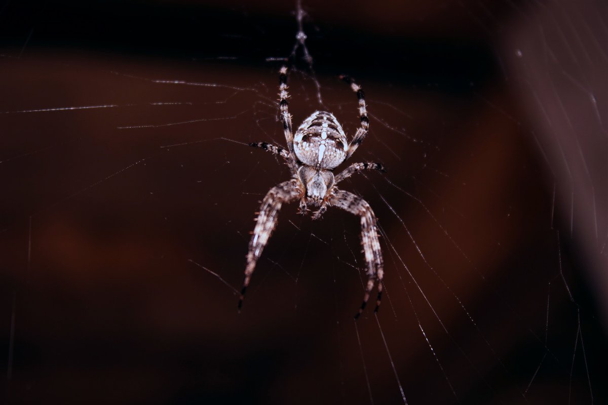 Araneus cavaticus