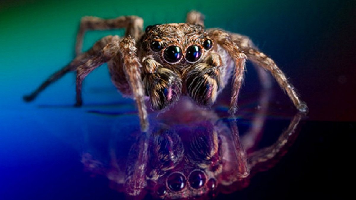 Милые пауки