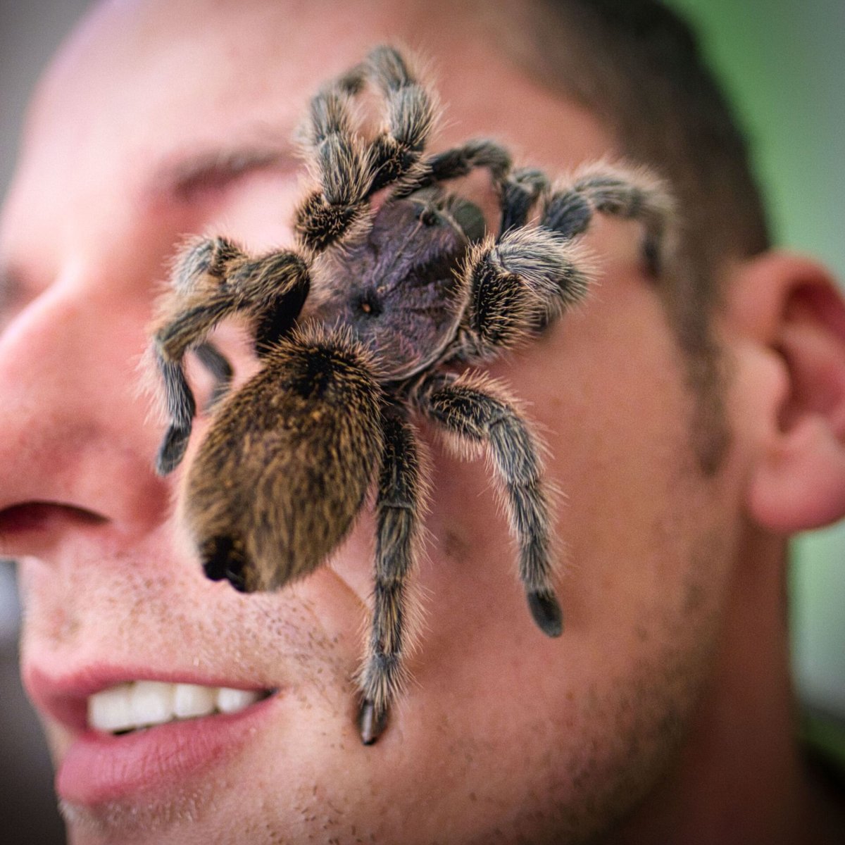 Южноамериканский скакунчик Минуано