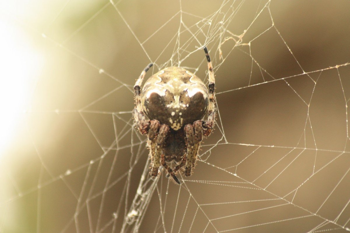 Паук Мизгирь маленький