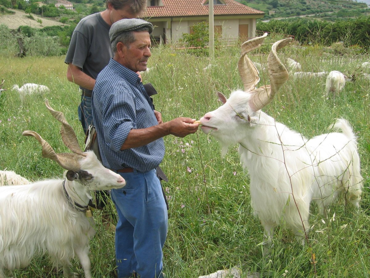 Верхом на козе