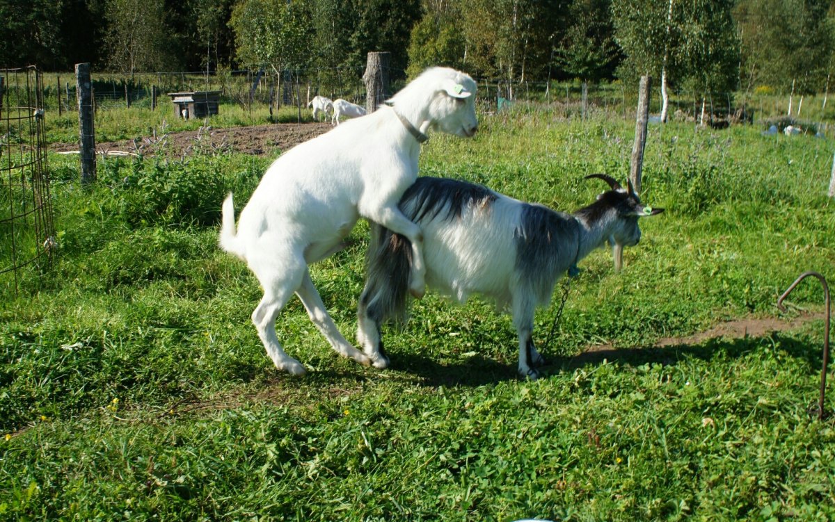 Коза и козёл спариваются