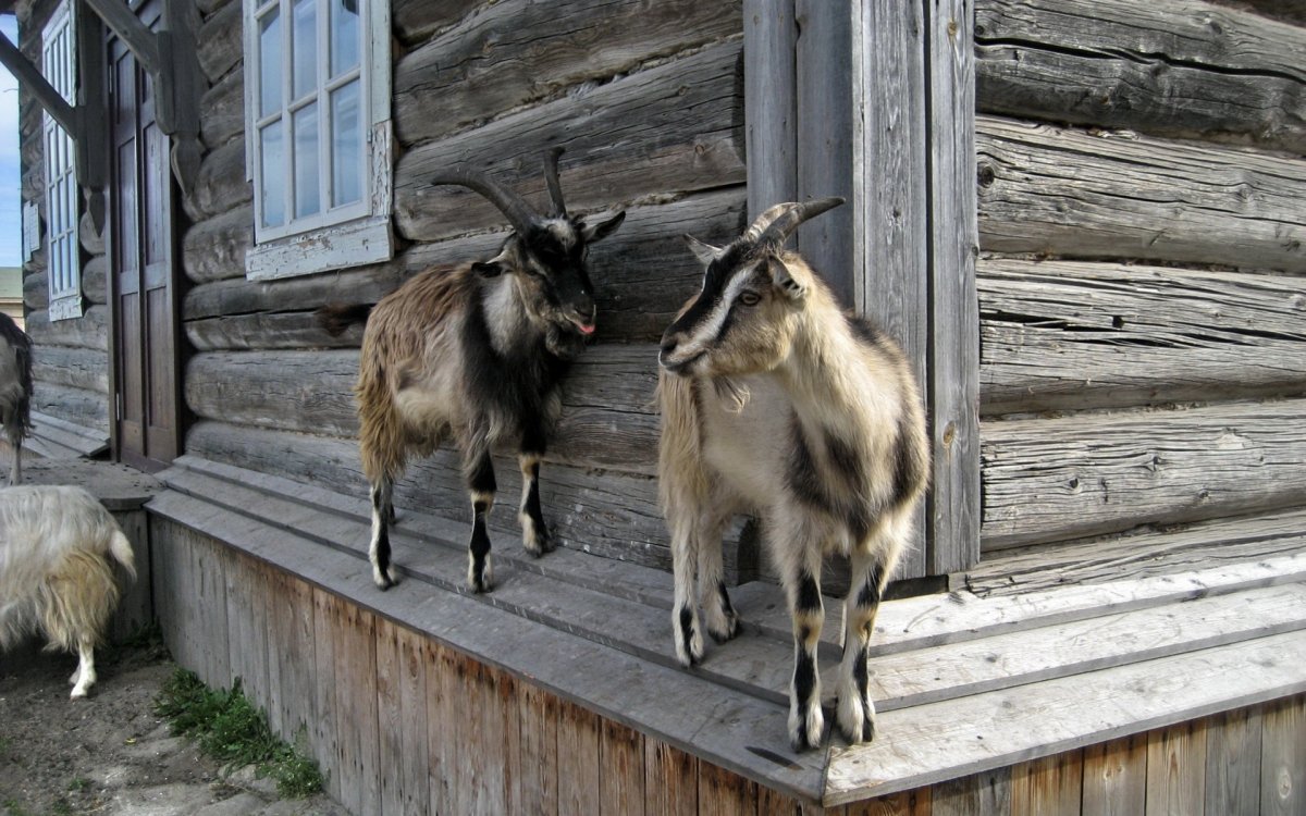 Деревенские животные