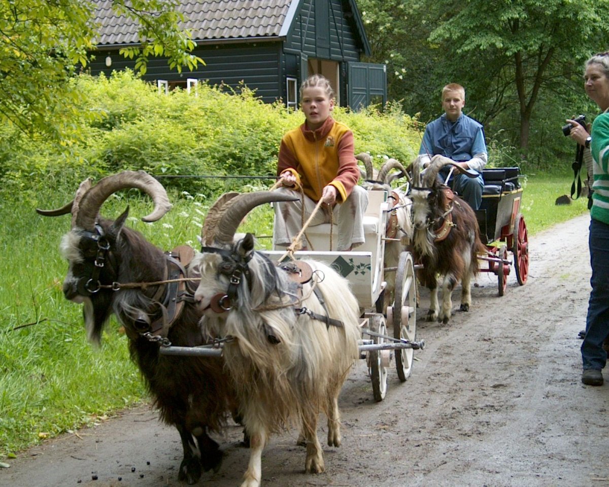 Козья упряжка