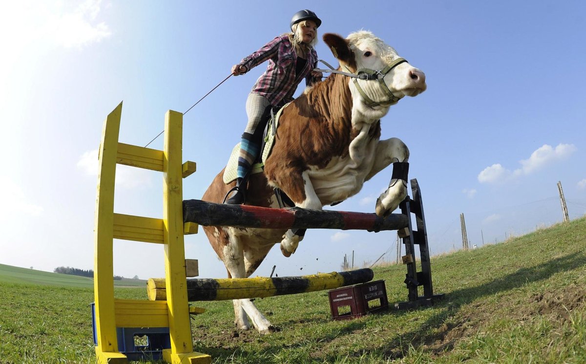 Верхом на корове