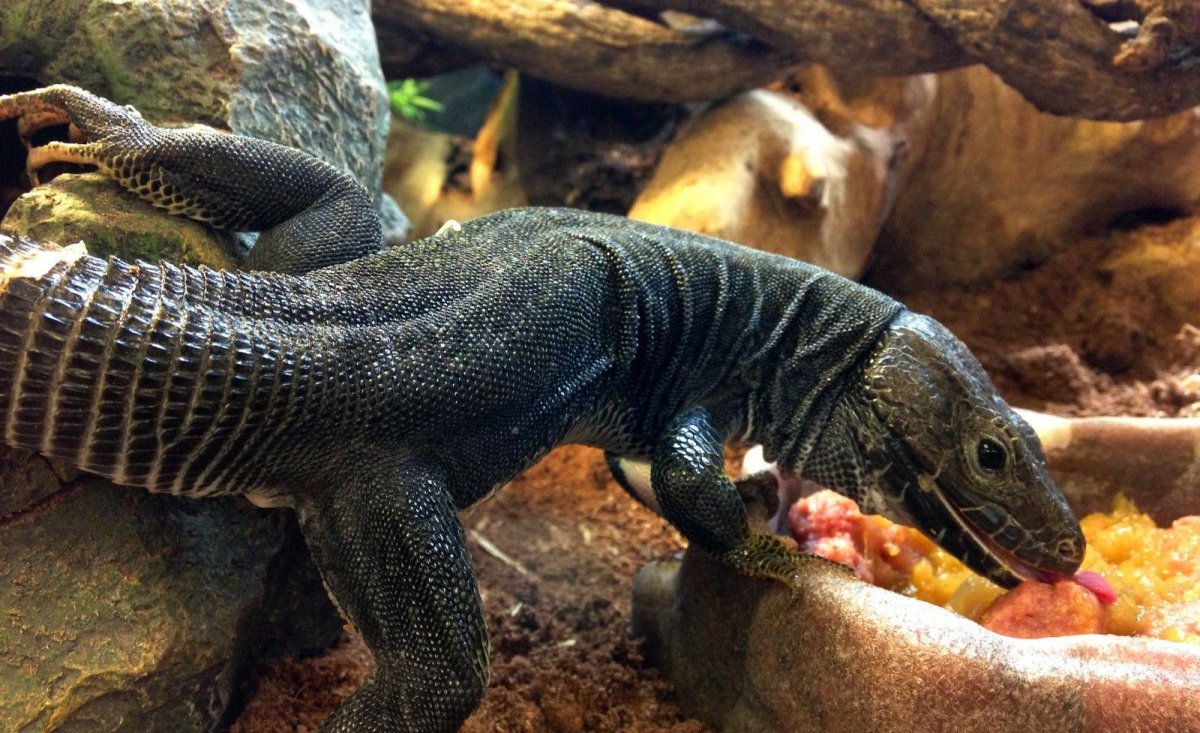 Прыткая ящерица меланист