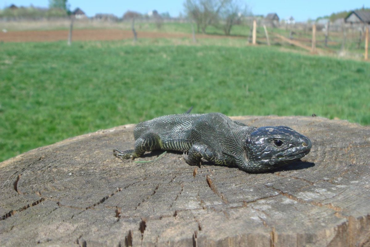 Жемчужная ящерица меланист