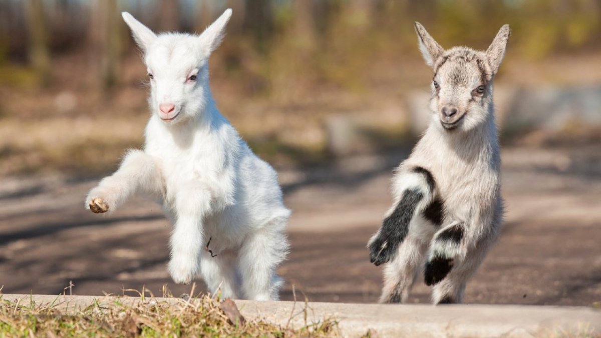 Козлик прыгает