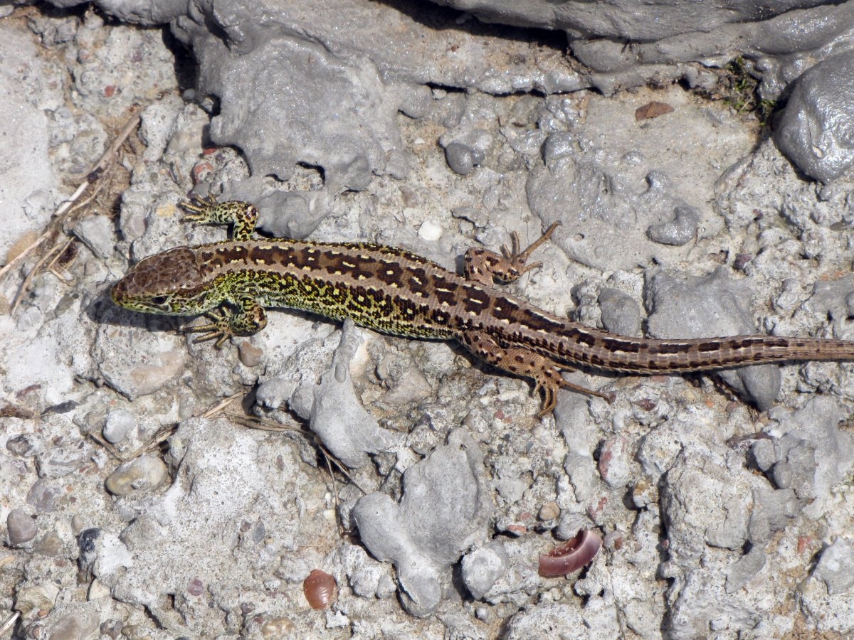 Прыткая ящерица Lacerta Agilis
