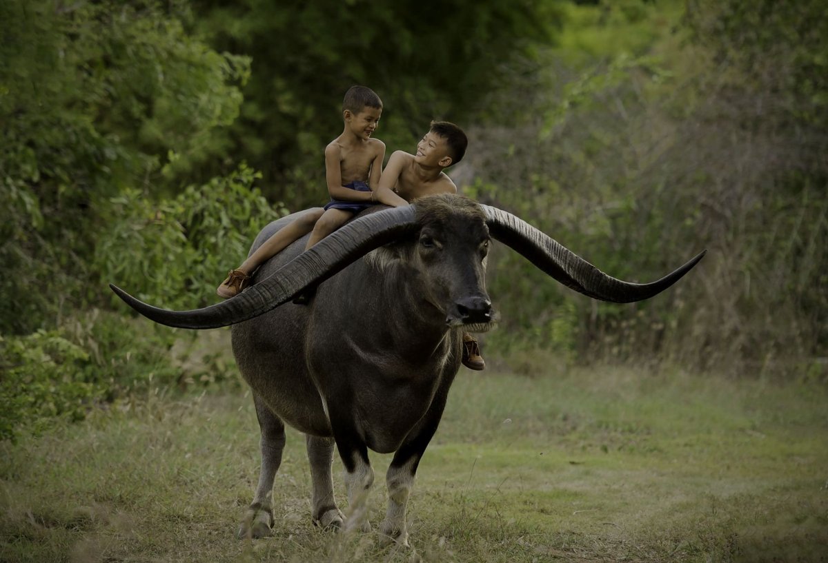 Девушка на Буйволе