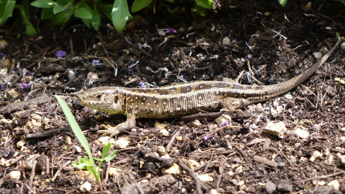 Прыткая ящерица меланист