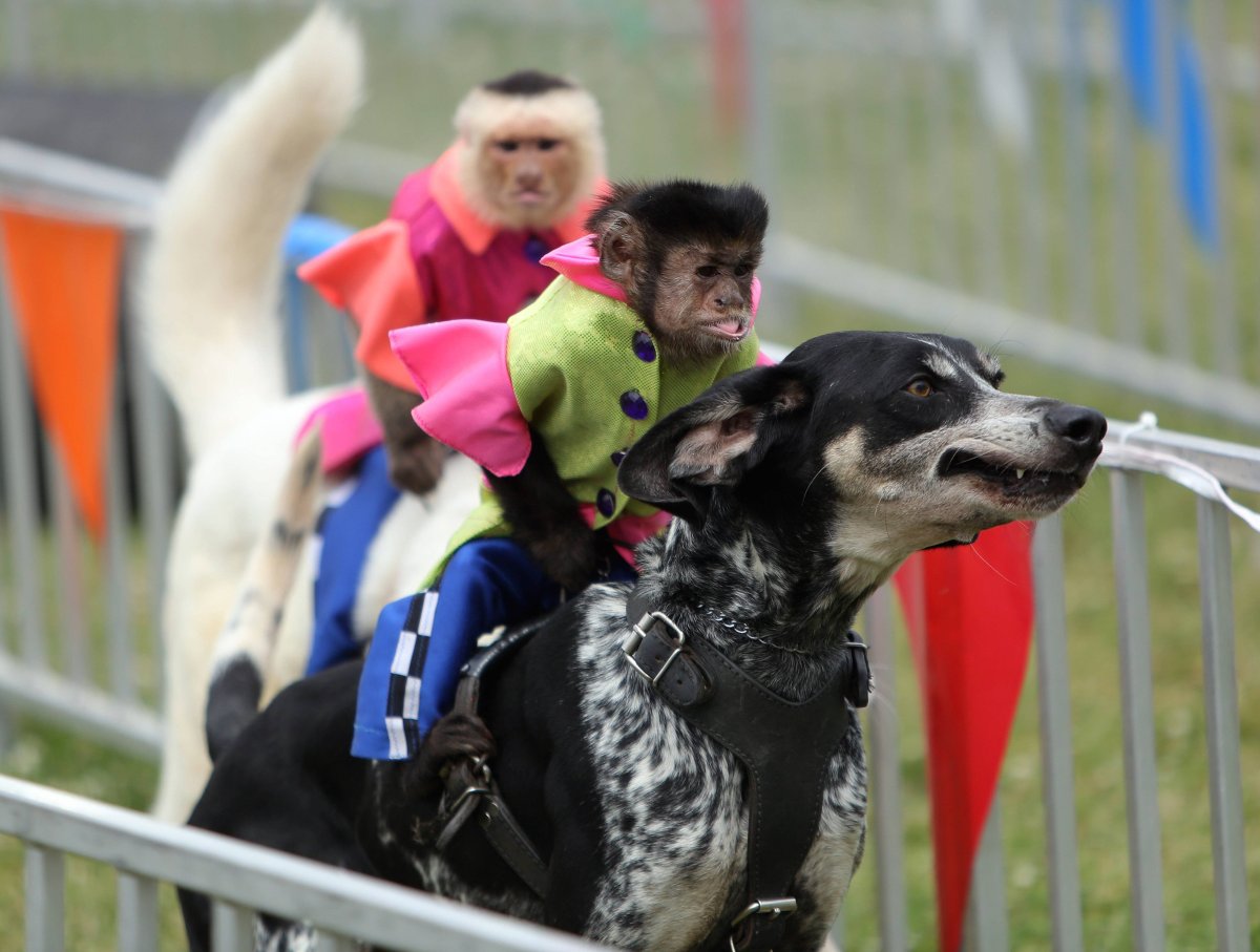 Человек верхом на собаке