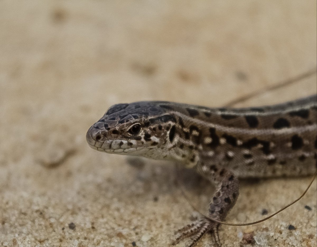 Новорожденная прыткая ящерица