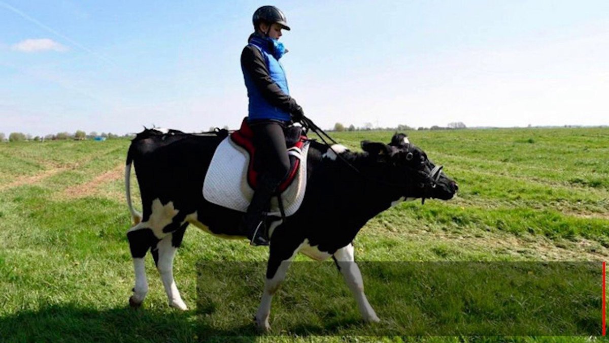 Корова с седлом