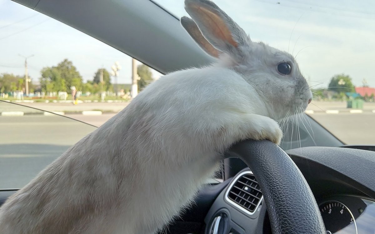 Кролик Инстаграм