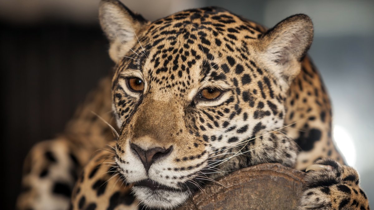 Леопард без ушей