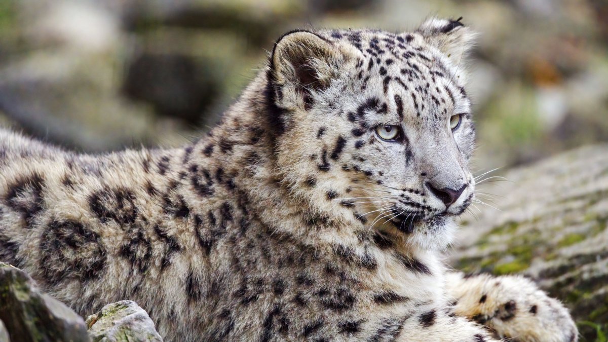 Джалинде Ягуар