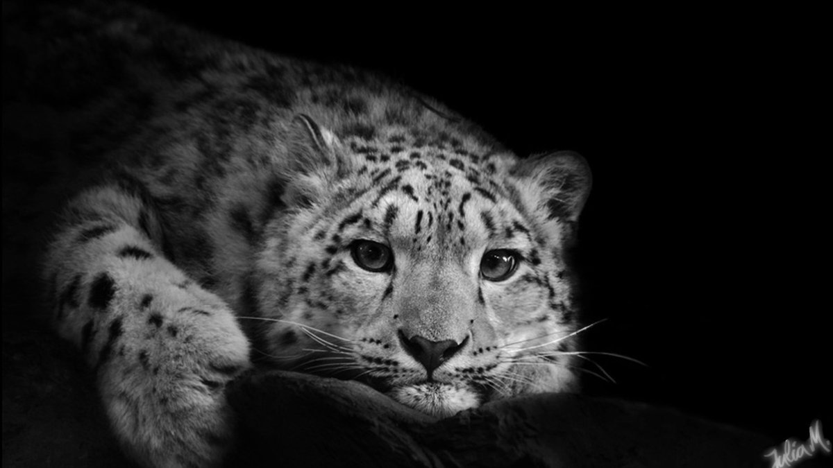 Барс Ирбис леопард