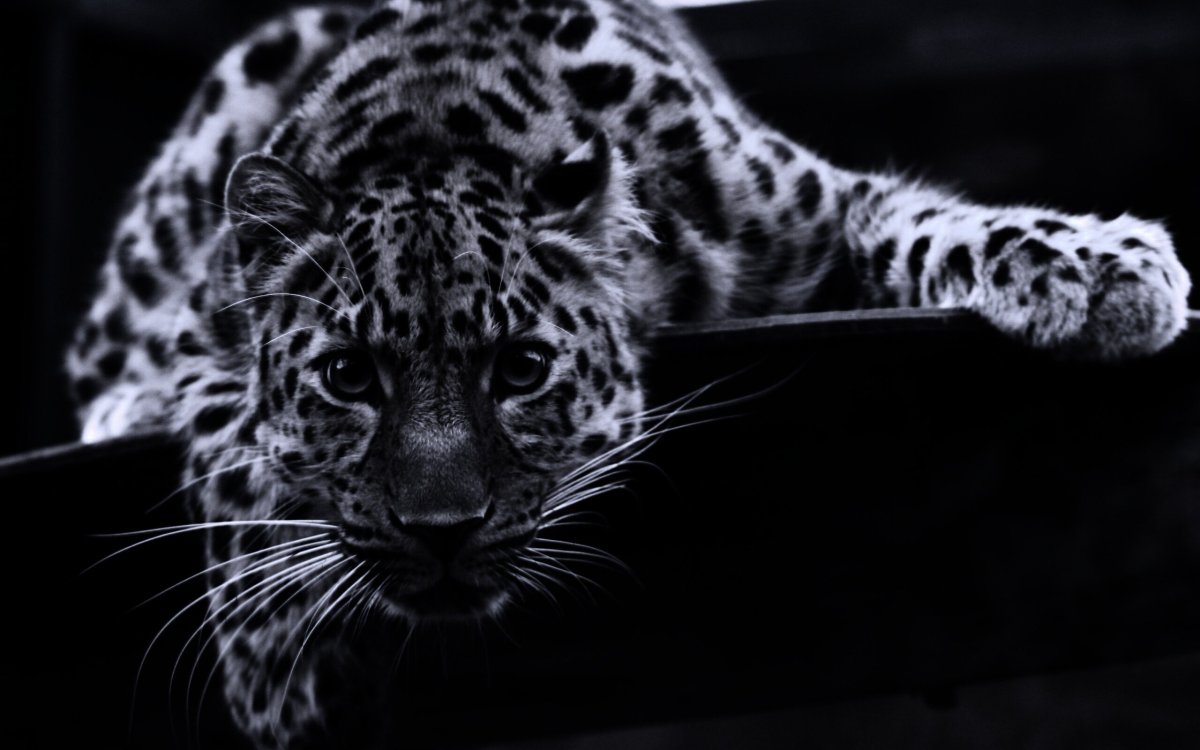 Снежный Барс на черном фоне