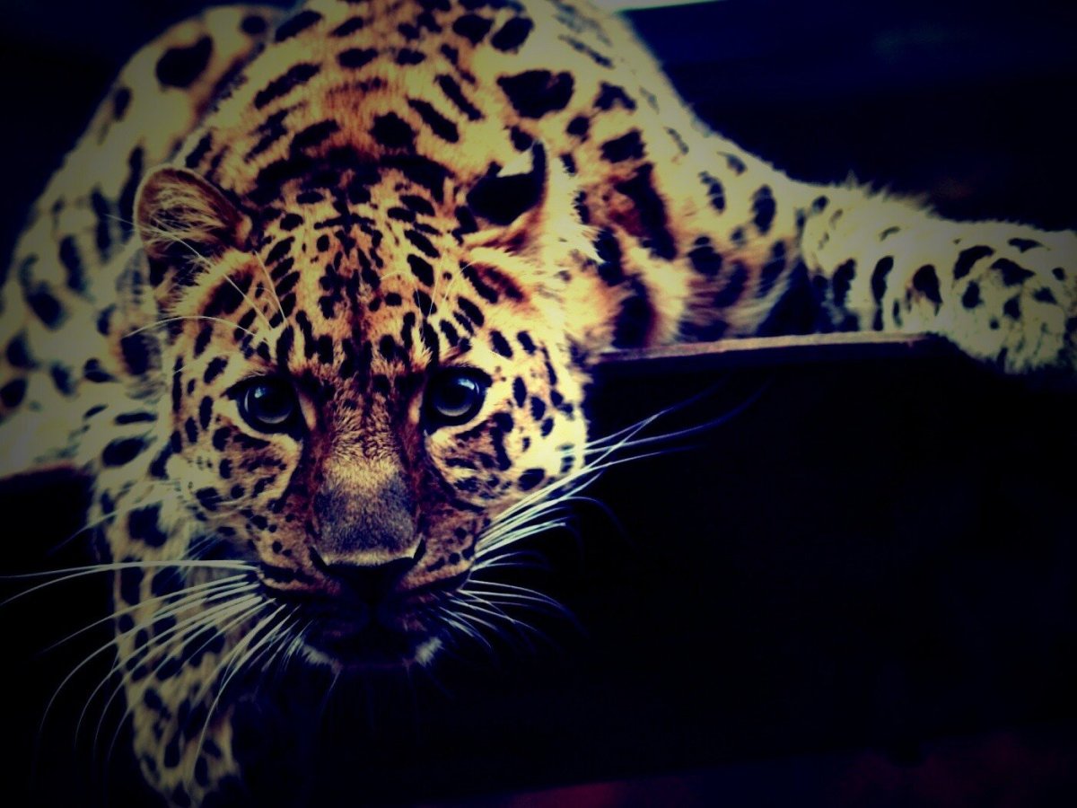 Обои на телефон леопард