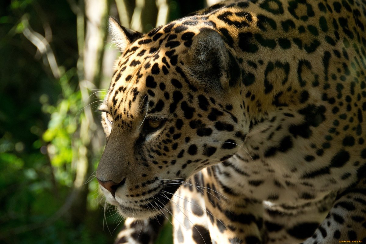 Ягуар кошка обои