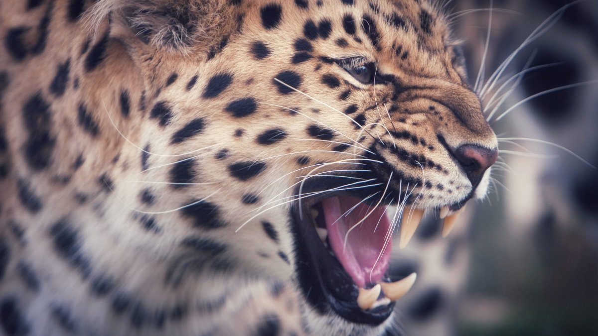 Леопард черный белый