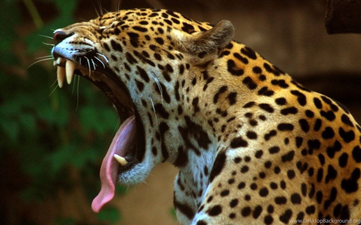 Смартфон Haier Alpha a3, синий